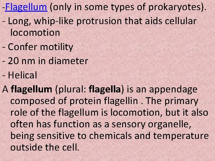 -Flagellum (only in some types of prokaryotes). - Long, whip-like protrusion that aids cellular