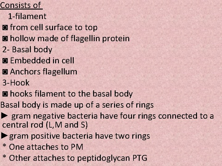 Consists of 1 -filament ◙ from cell surface to top ◙ hollow made of