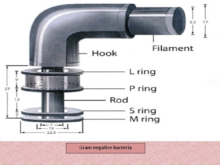 Gram negative bacteria 