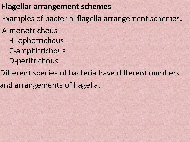 Flagellar arrangement schemes Examples of bacterial flagella arrangement schemes. A-monotrichous B-lophotrichous C-amphitrichous D-peritrichous Different