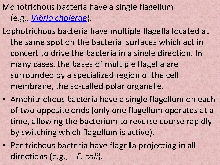 Monotrichous bacteria have a single flagellum (e. g. , Vibrio cholerae). Lophotrichous bacteria have