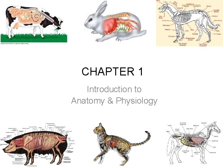 CHAPTER 1 Introduction to Anatomy & Physiology 
