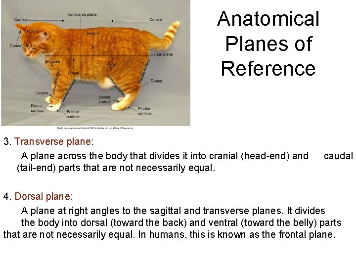 Anatomical Planes of Reference 3. Transverse plane: A plane across the body that divides