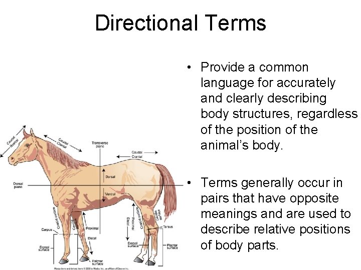 Directional Terms • Provide a common language for accurately and clearly describing body structures,