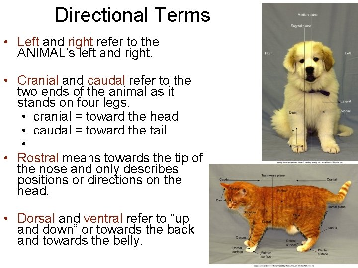 Directional Terms • Left and right refer to the ANIMAL’s left and right. •