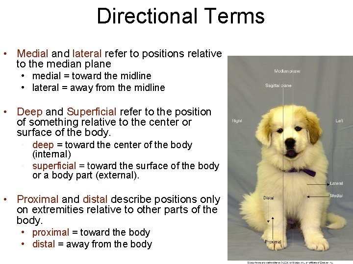 Directional Terms • Medial and lateral refer to positions relative to the median plane