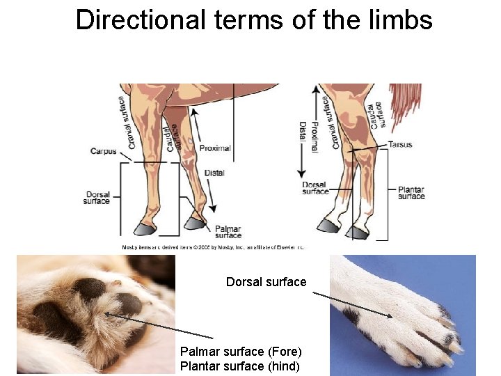 Directional terms of the limbs Dorsal surface Palmar surface (Fore) Plantar surface (hind) 