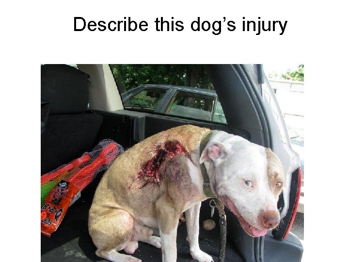 Describe this dog’s injury 