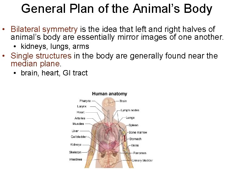 General Plan of the Animal’s Body • Bilateral symmetry is the idea that left