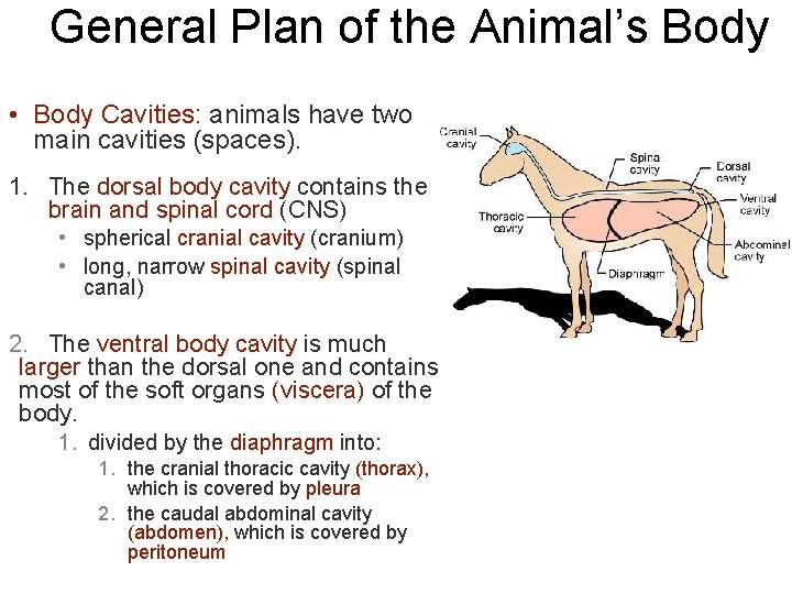 General Plan of the Animal’s Body • Body Cavities: animals have two main cavities