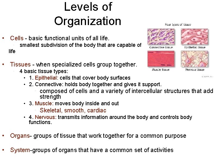 Levels of Organization • Cells - basic functional units of all life. • smallest