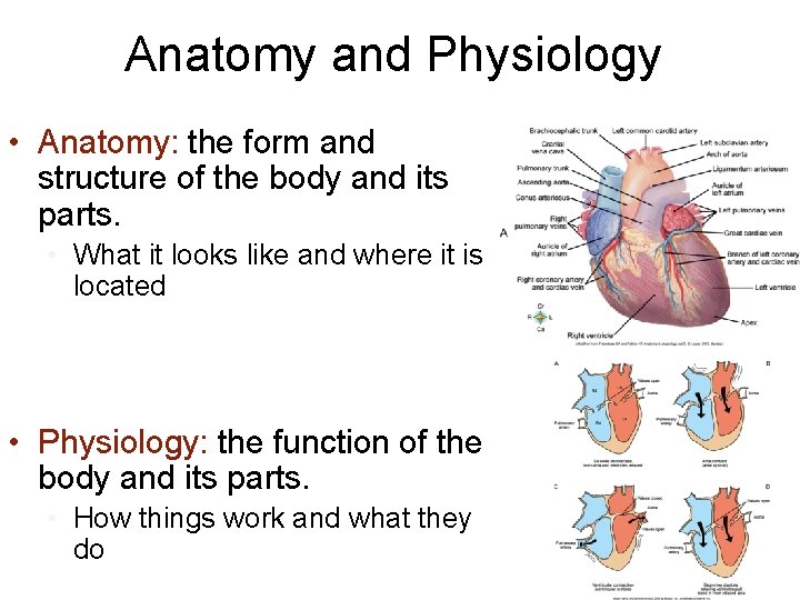 Anatomy and Physiology • Anatomy: the form and structure of the body and its