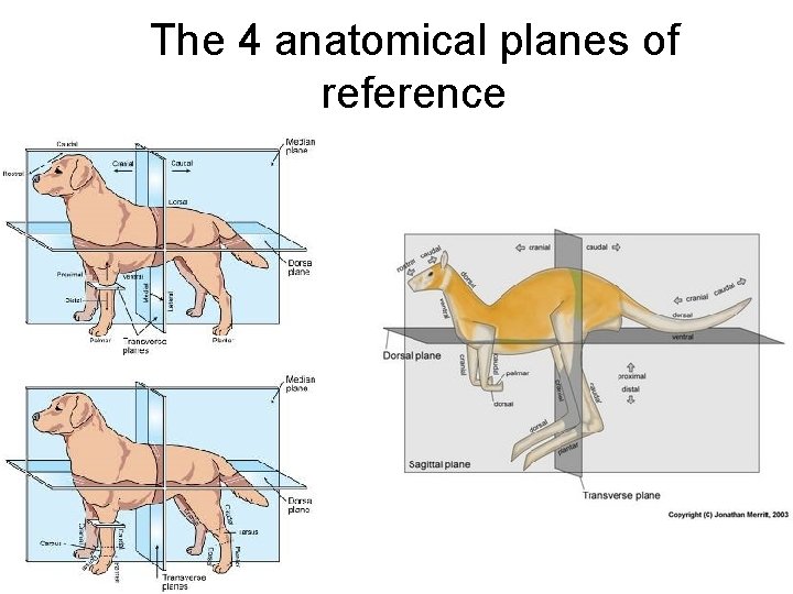 The 4 anatomical planes of reference 