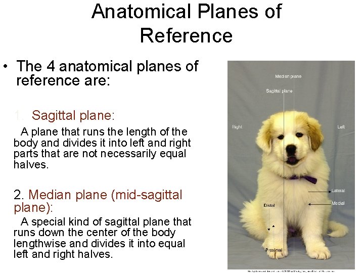 Anatomical Planes of Reference • The 4 anatomical planes of reference are: 1. Sagittal