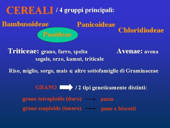 CEREALI / 4 gruppi principali: Bambusoideae Panicoideae Chloridiodeae Pooideae Avenae: avena Triticeae: grano, farro,