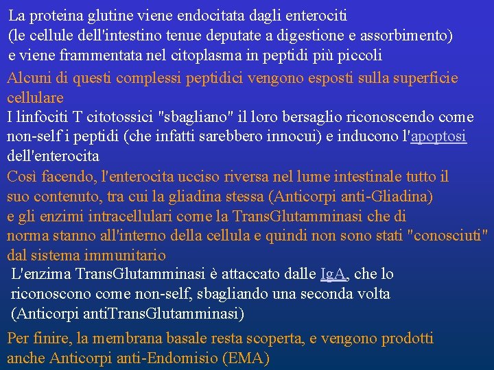 La proteina glutine viene endocitata dagli enterociti (le cellule dell'intestino tenue deputate a digestione