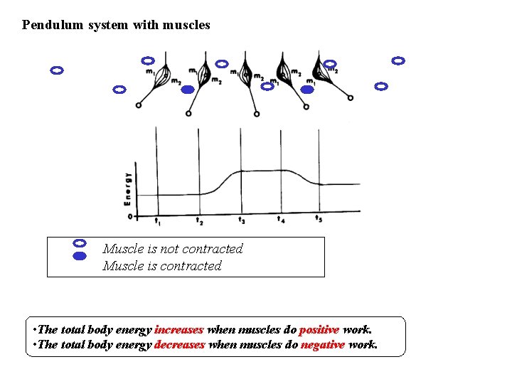 Pendulum system with muscles Muscle is not contracted Muscle is contracted • The total