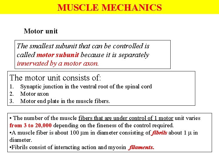 MUSCLE MECHANICS Motor unit The smallest subunit that can be controlled is called motor