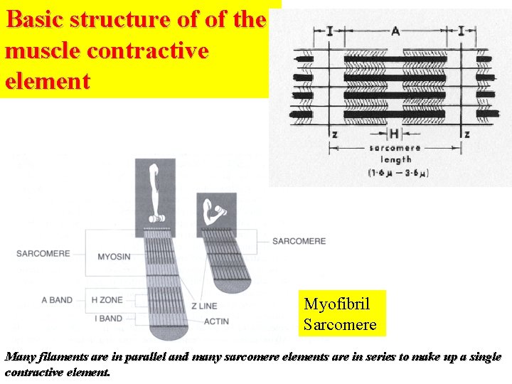 Basic structure of of the muscle contractive element Myofibril Sarcomere Many filaments are in