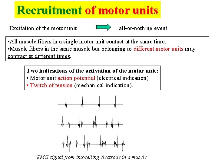 Recruitment of motor units Excitation of the motor unit all-or-nothing event • All muscle
