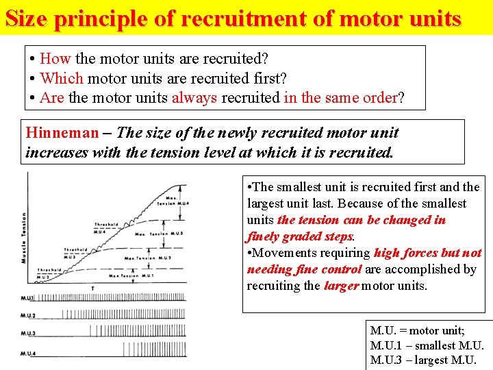 Size principle of recruitment of motor units • How the motor units are recruited?