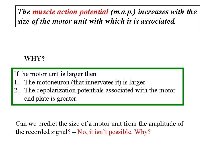 The muscle action potential (m. a. p. ) increases with the size of the