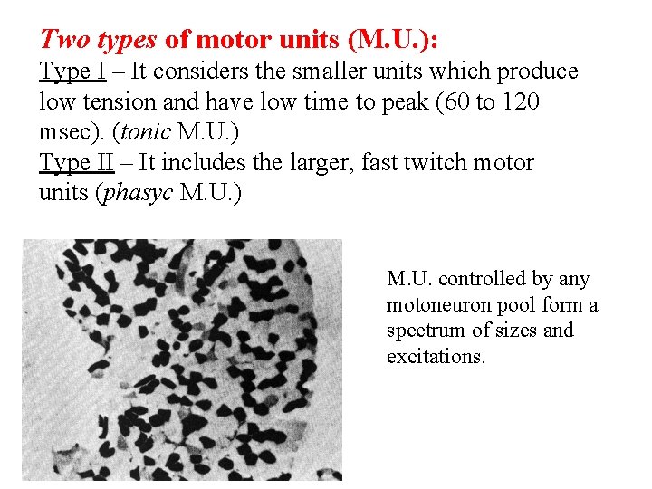 Two types of motor units (M. U. ): Type I – It considers the