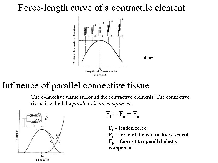 Force-length curve of a contractile element 4 mm Influence of parallel connective tissue The