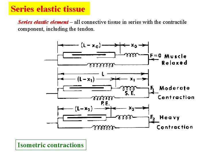Series elastic tissue Series elastic element – all connective tissue in series with the