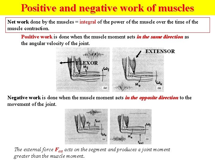 Positive and negative work of muscles Net work done by the muscles = integral