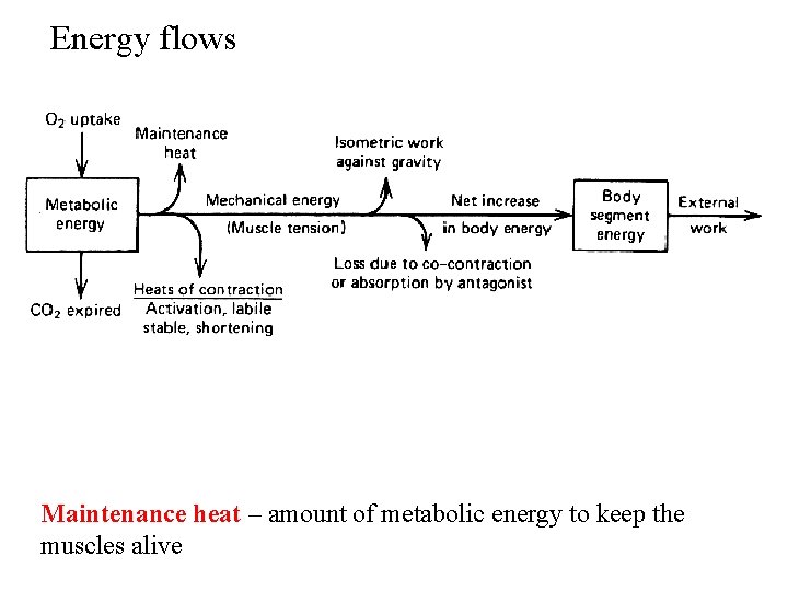 Energy flows Maintenance heat – amount of metabolic energy to keep the muscles alive