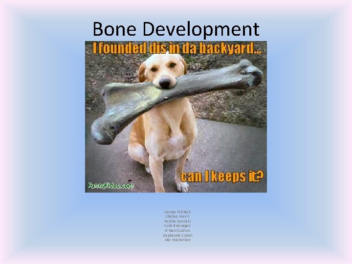 Bone Development George Fishback Chelsea Marsh Paulina Cywinski Colin Brannagan O’Mani Golston Stephannie Grybet