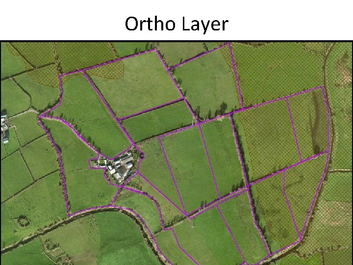 Ortho Layer 