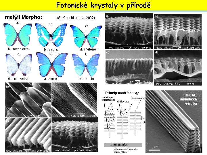 Fotonické krystaly v přírodě motýli Morpho: (S. Kinoshita et al. 2002) M. menelaus M.