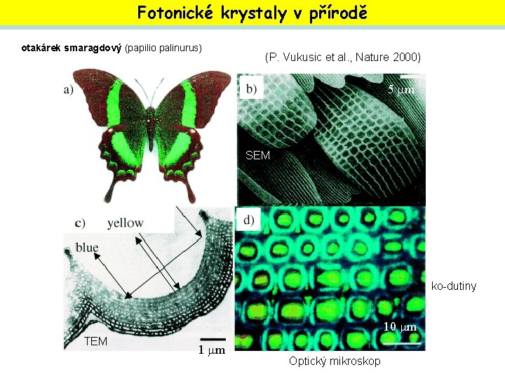 Fotonické krystaly v přírodě otakárek smaragdový (papilio palinurus) (P. Vukusic et al. , Nature