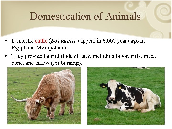 Domestic Animals Wanat Sricharern D V M Faculty