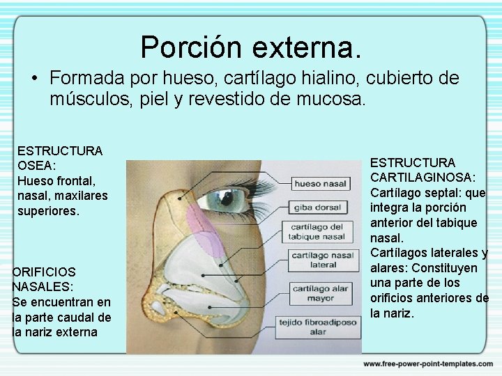 Porción externa. • Formada por hueso, cartílago hialino, cubierto de músculos, piel y revestido