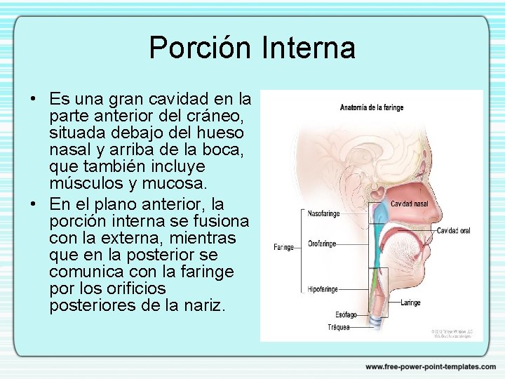 Porción Interna • Es una gran cavidad en la parte anterior del cráneo, situada