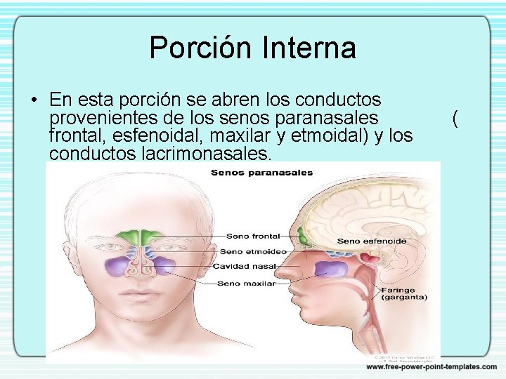 Porción Interna • En esta porción se abren los conductos provenientes de los senos