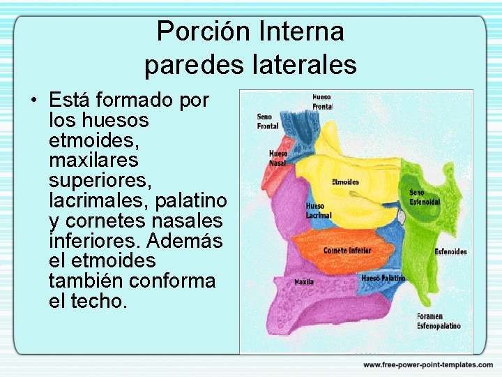 Porción Interna paredes laterales • Está formado por los huesos etmoides, maxilares superiores, lacrimales,