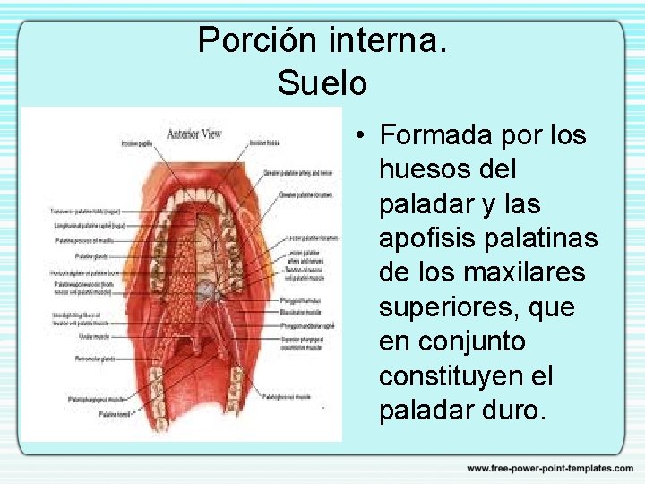 Porción interna. Suelo • Formada por los huesos del paladar y las apofisis palatinas