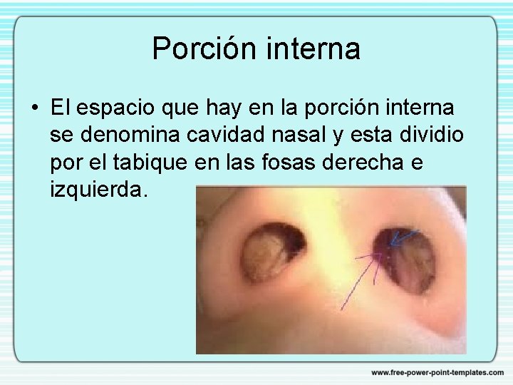 Porción interna • El espacio que hay en la porción interna se denomina cavidad