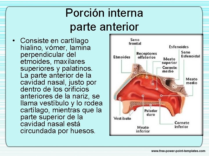 Porción interna parte anterior • Consiste en cartílago hialino, vómer, lamina perpendicular del etmoides,