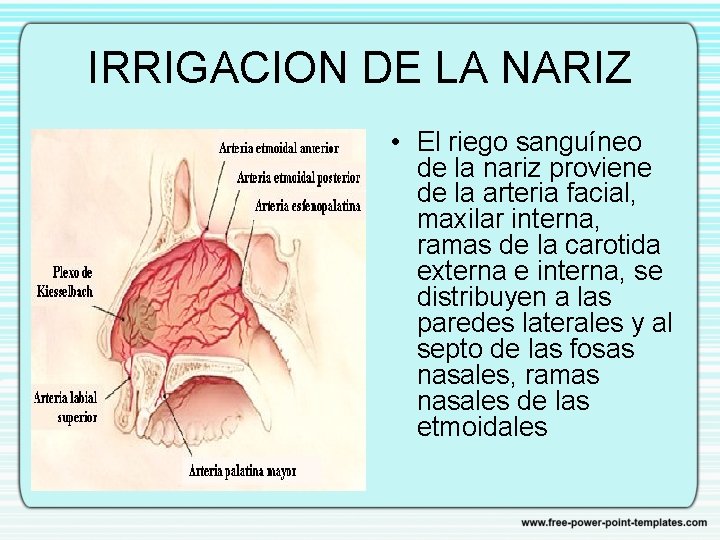 IRRIGACION DE LA NARIZ • El riego sanguíneo de la nariz proviene de la