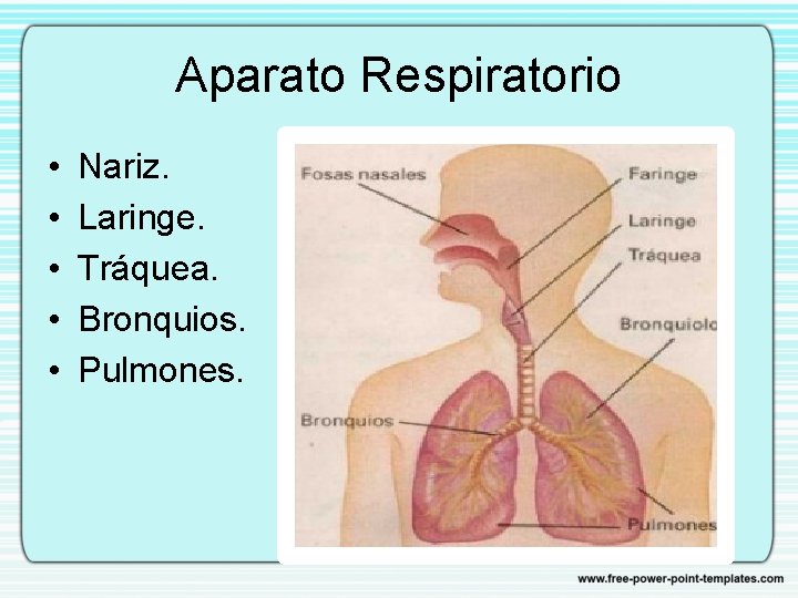 Aparato Respiratorio • • • Nariz. Laringe. Tráquea. Bronquios. Pulmones. 
