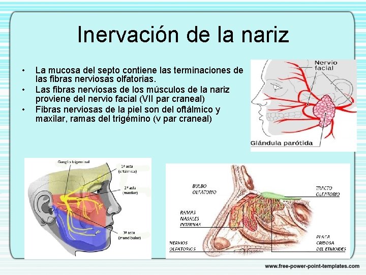 Inervación de la nariz • • • La mucosa del septo contiene las terminaciones