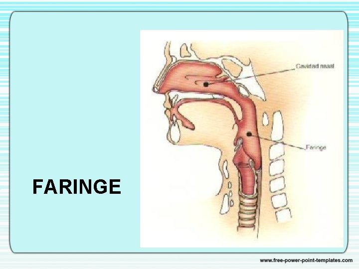 FARINGE 