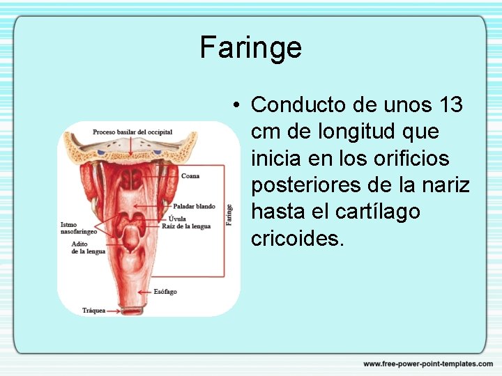 Faringe • Conducto de unos 13 cm de longitud que inicia en los orificios