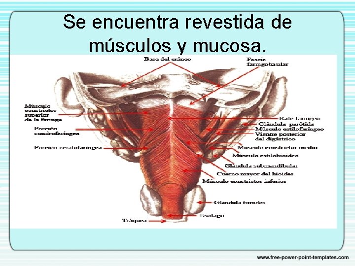 Se encuentra revestida de músculos y mucosa. 