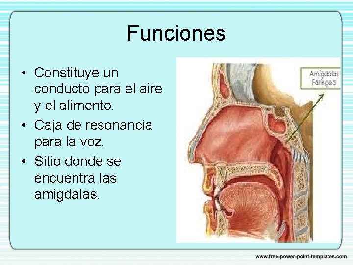 Funciones • Constituye un conducto para el aire y el alimento. • Caja de